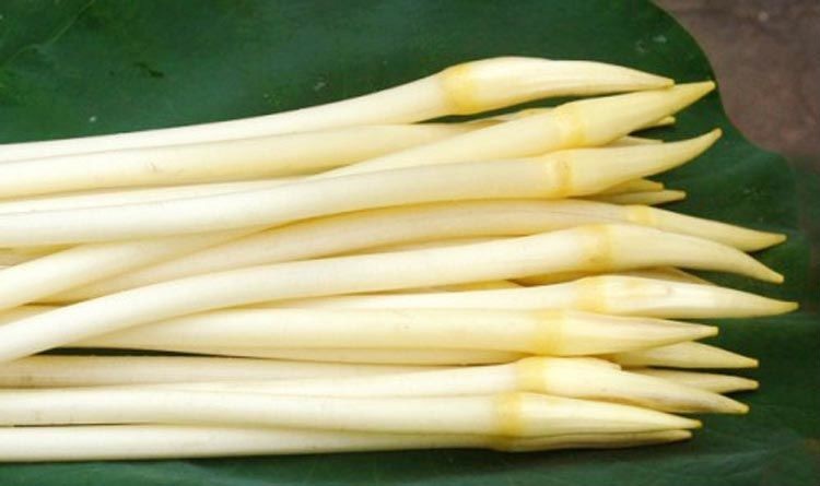 藕带新鲜湖北洪湖特产蔬菜稍藕尖农产品现采现发嫩藕芽藕肠子莲藕2斤