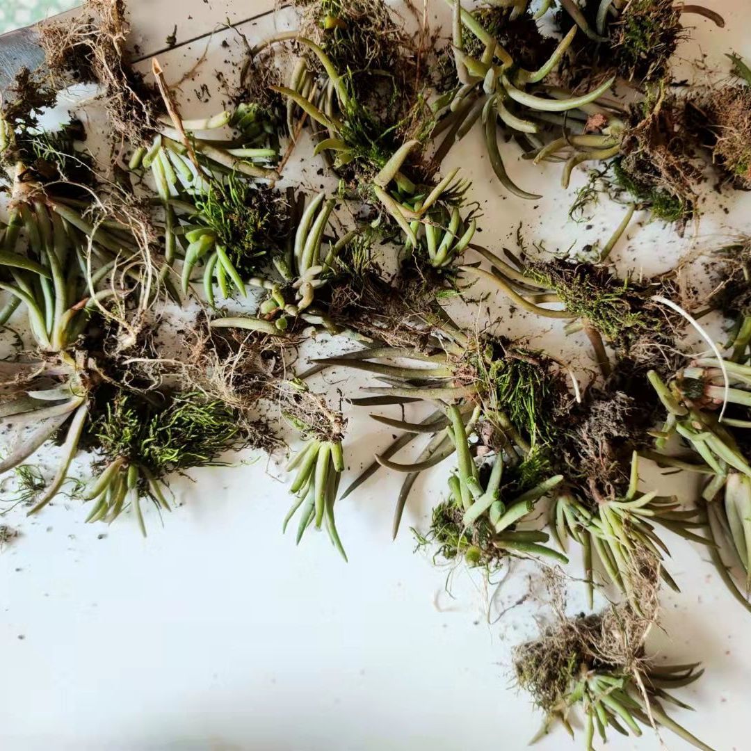 农家五十年老瓦房新鲜正宗瓦松中药材瓦松瓦花天王铁塔草.