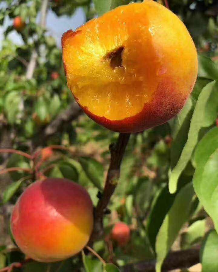 青櫻紅荔山西大紅杏胭脂杏紅杏杏子水果新鮮孕婦兒童杏仁吃紅梅杏5斤