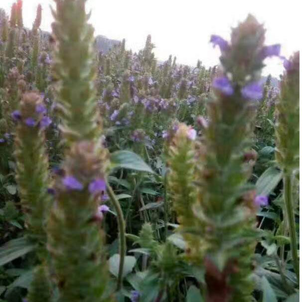 河南确山夏枯草中药材250g500g1000g牛低头麦穗夏枯草夏枯草500克