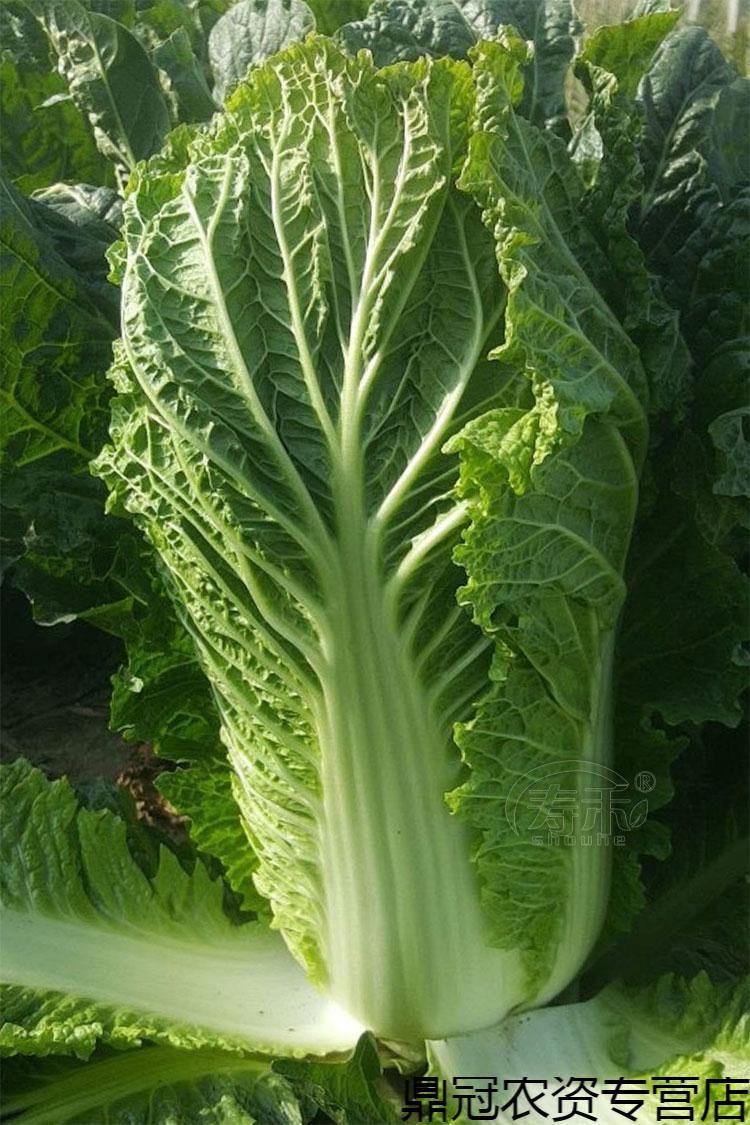 北京新三号白菜种子种籽孑秋季蔬菜菜籽菜种籽种冬储秋冬季大白菜