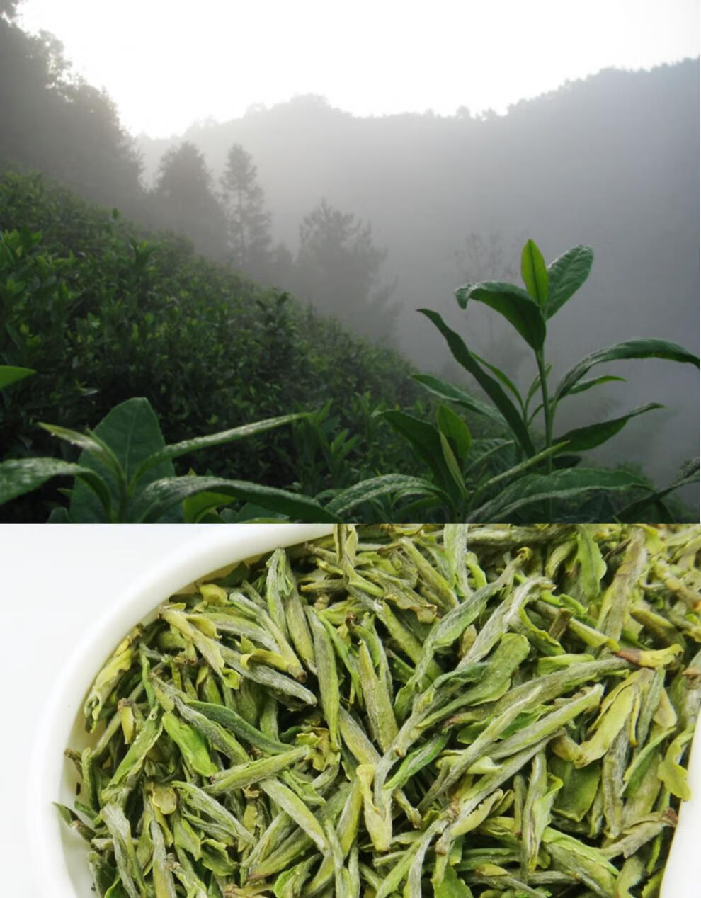 2021年头采新茶叶正宗高山日照绿茶岳西翠兰特云雾茶250g