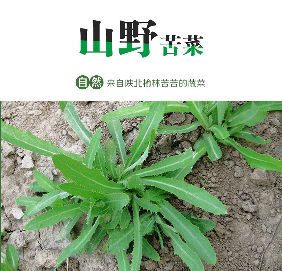 【榆林助农馆】陕西特产苦菜 山苦荬 苦麻菜 小苦苣 小苦荬 苦丁菜 苦