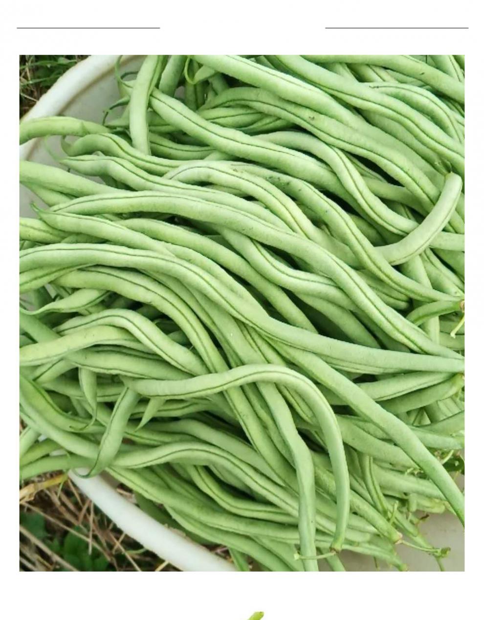 棠鲜生豆角四季豆 新鲜四季豆刀豆芸豆青豆角5斤装