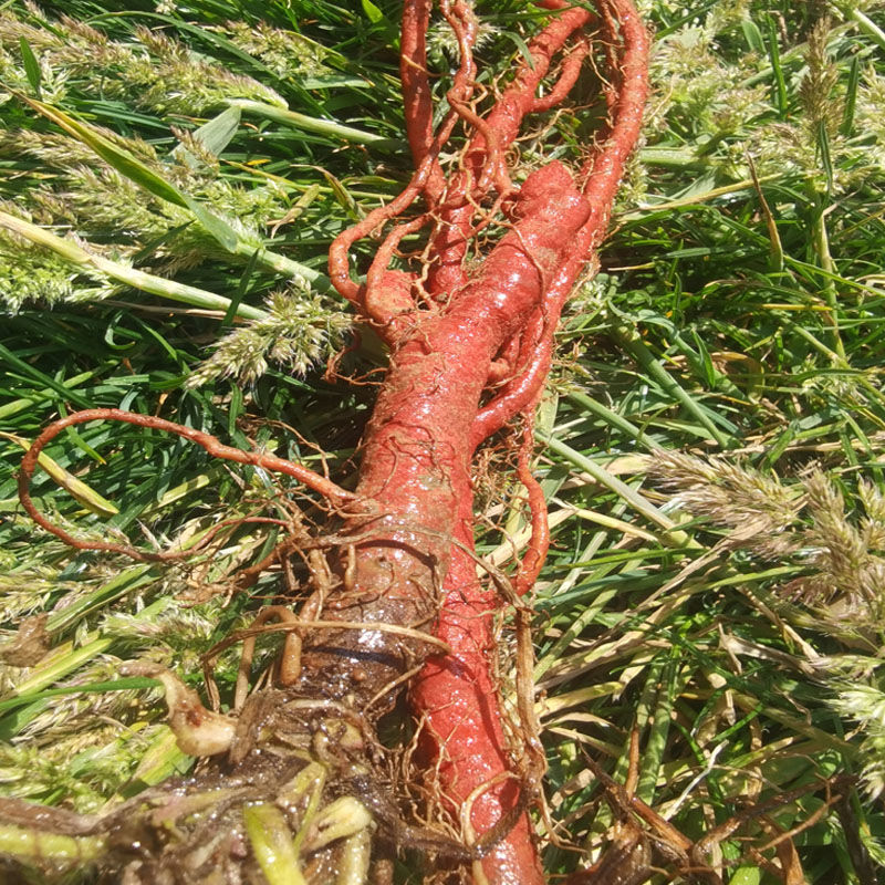 伟博云南紫丹参丹参片丹参茶泡茶丹参切片丹参粉250g500g 十年丹参250