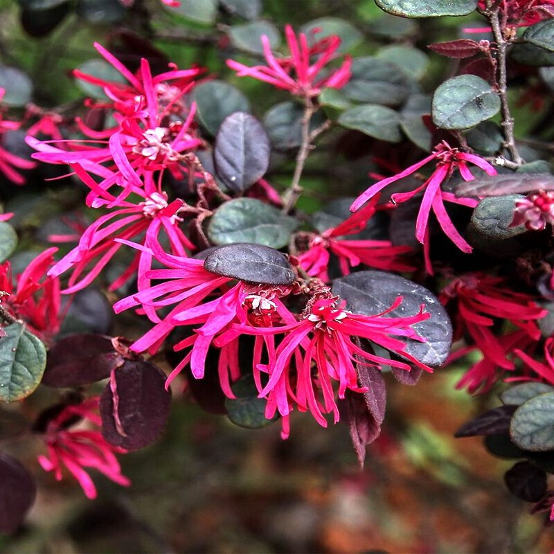 基地直销各种规格花灌木易成活当年开花 红花继木球 冠幅1