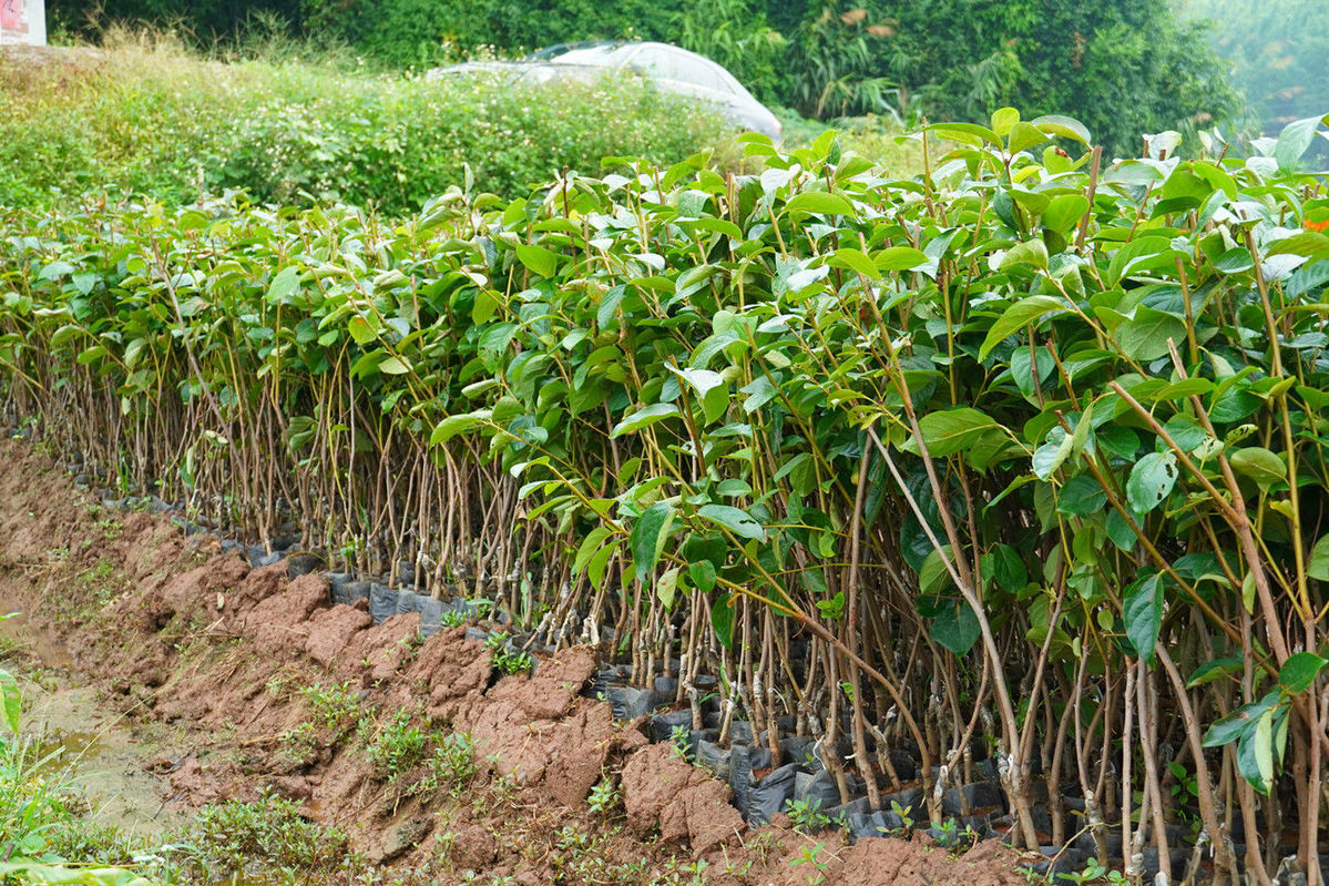 嫁接柿子树苗甜脆柿子新品种特大无籽无核柿子树南方种植耐寒带土柿子
