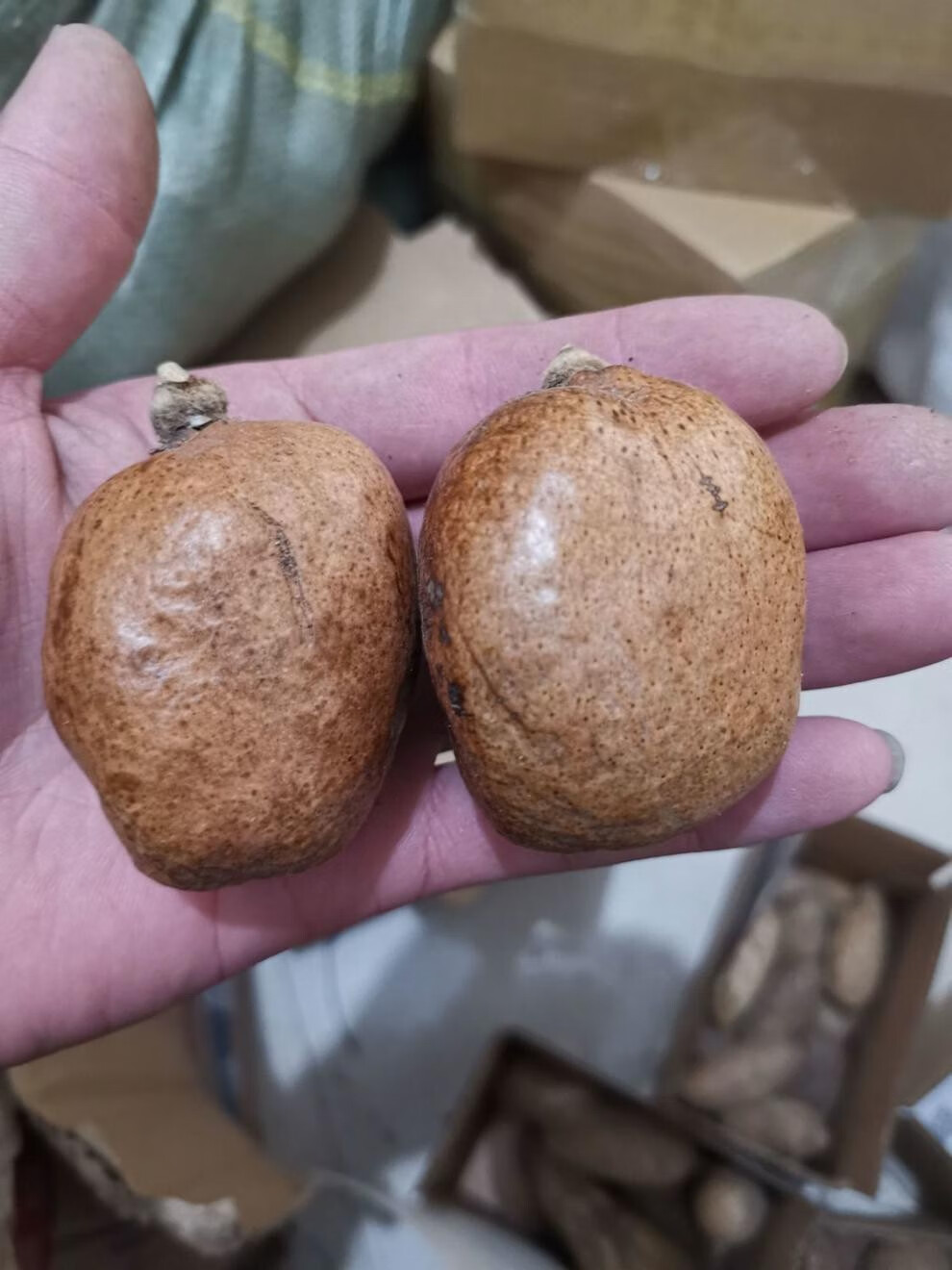 snqp_【】佛心果老果彩果金包玉释迦菩提红皮老果菩提子千眼菩提手把