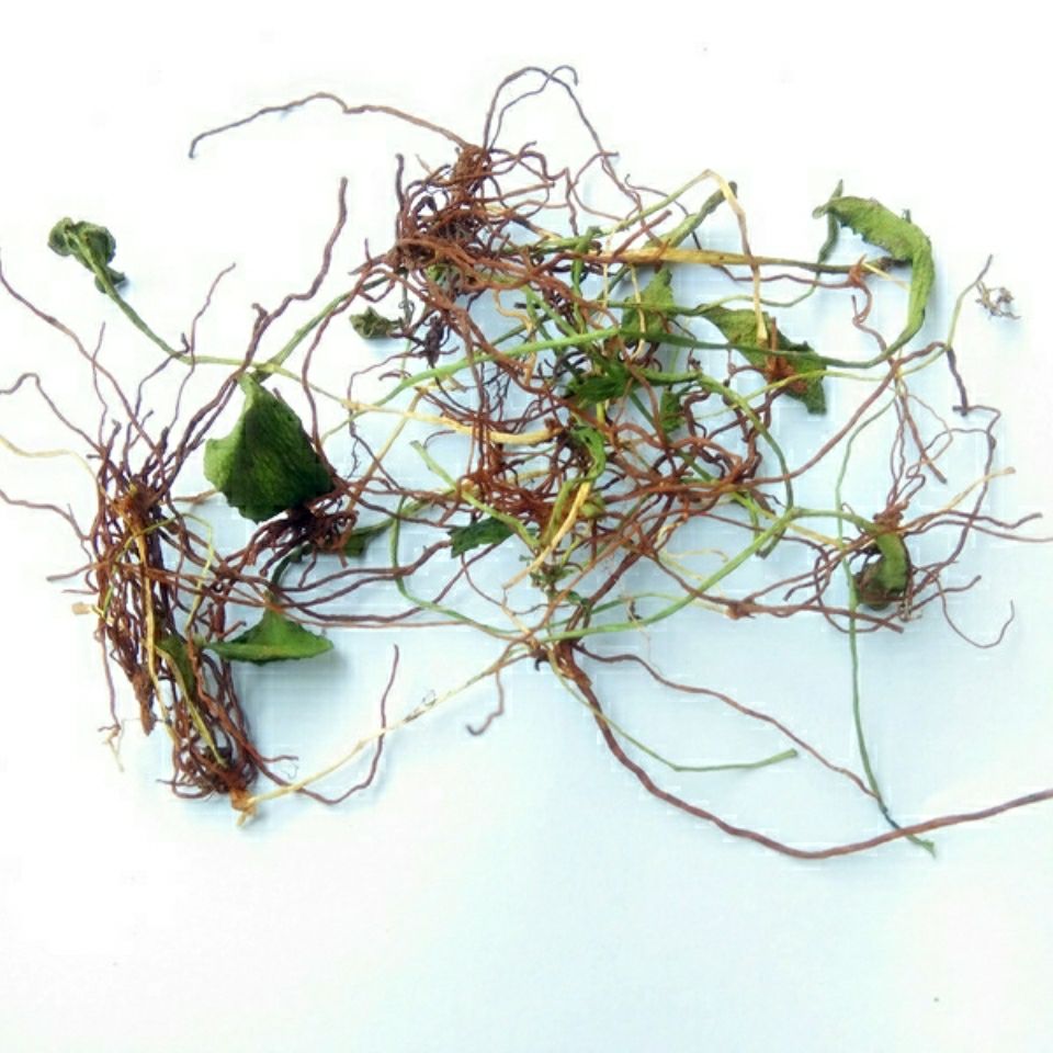 伟博贵州苗药一支箭干货蛇咬子新货蛇吐须草药材青藤产地直发【嘉万