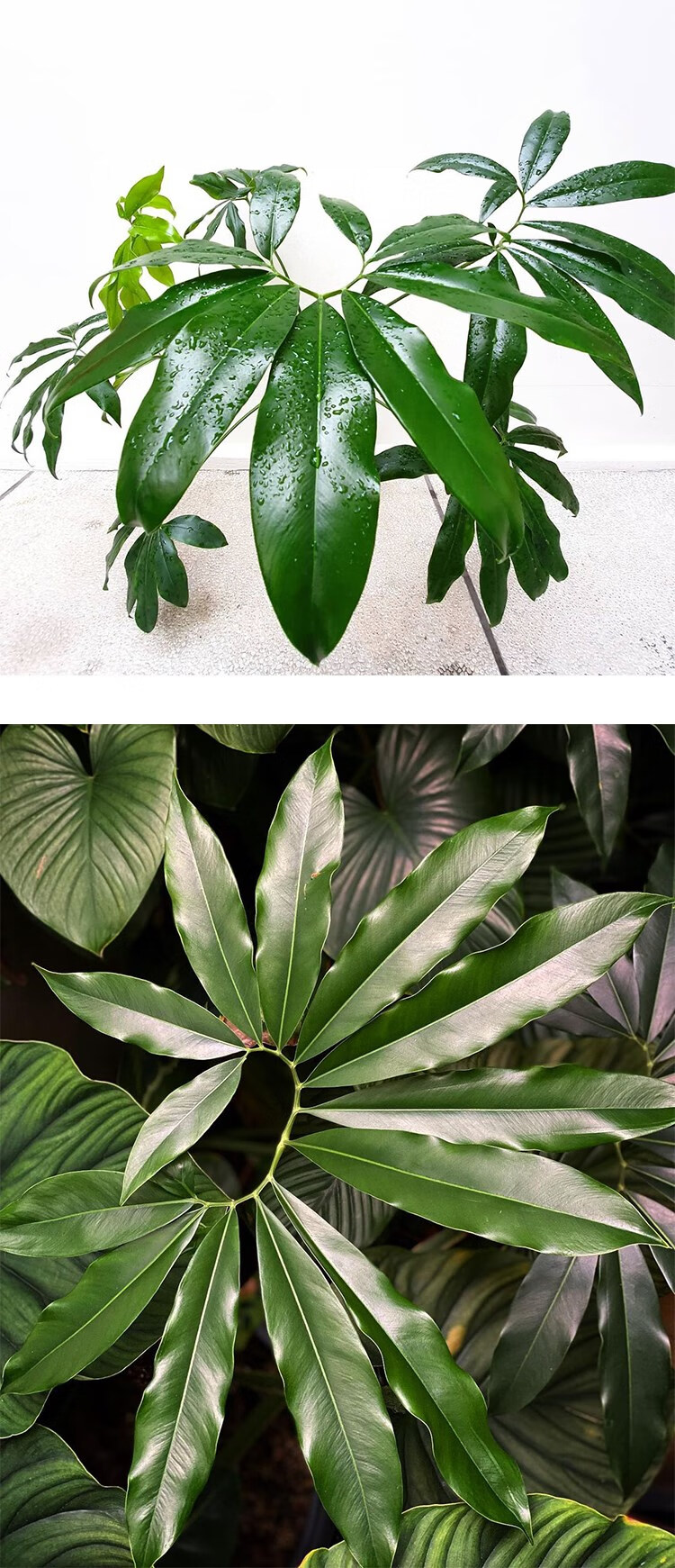 掌叶蔓绿绒印第安羽毛大叶伞室内办公室客厅好养绿植物盆栽北欧 带