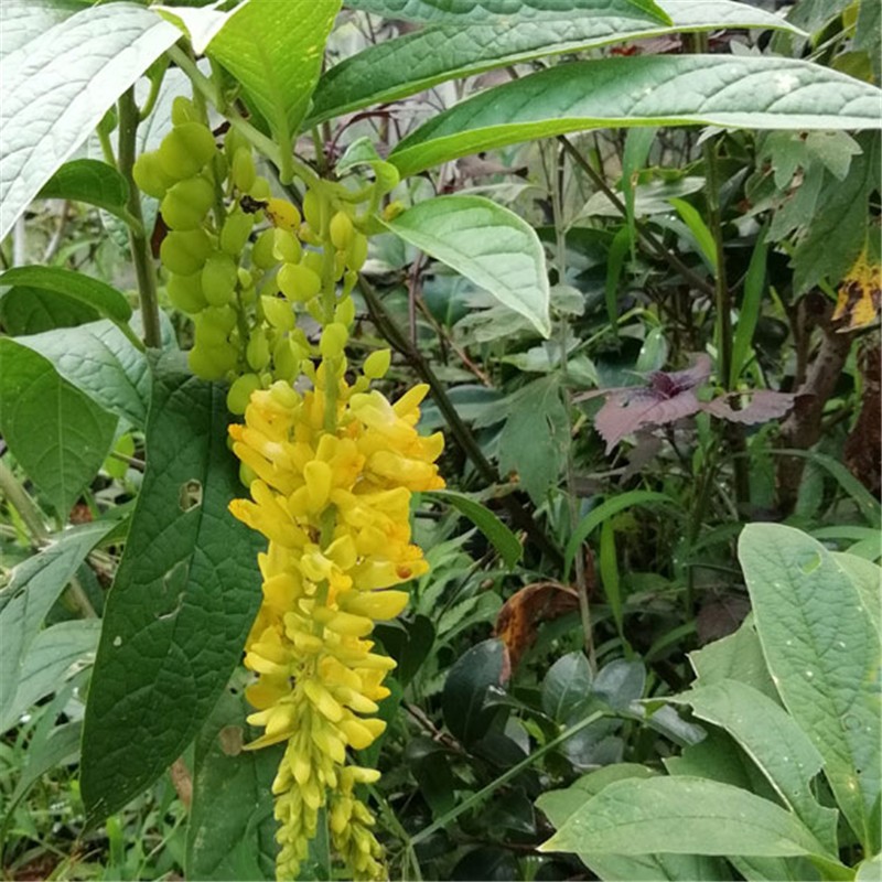 黄花倒水莲种苗 盆栽赏花观音串小苗中黄花远志 高度60公分以上大苗