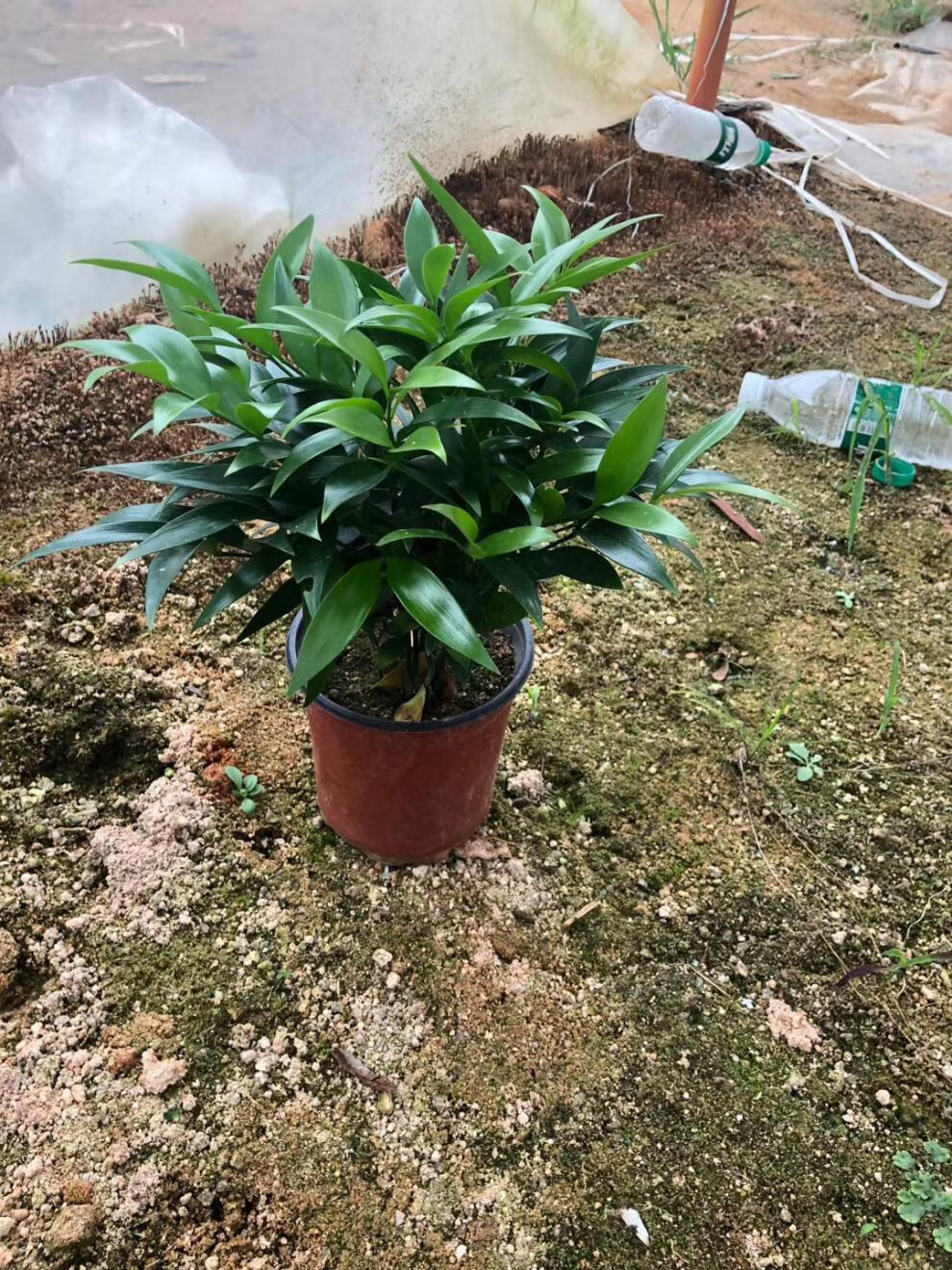 錦語竹柏盆栽室內植物帶盆綠植大竹柏荷葉盆