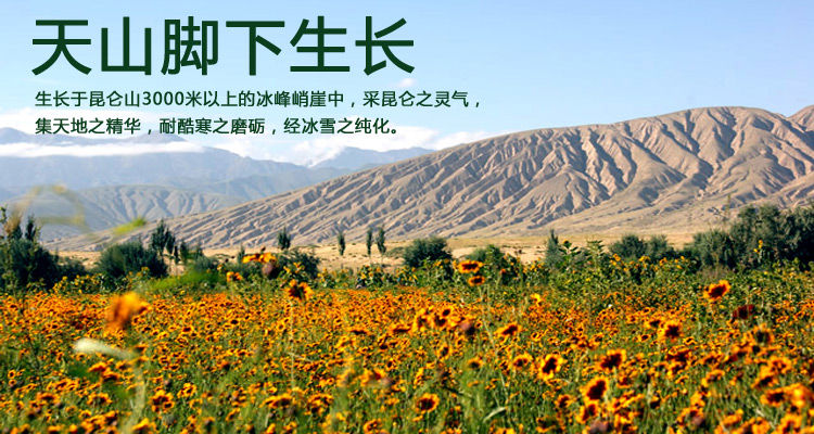 新疆昆仑雪菊500g50g天山雪菊茶 特级野生冰山雪菊 胎菊 茶 昆仑雪菊