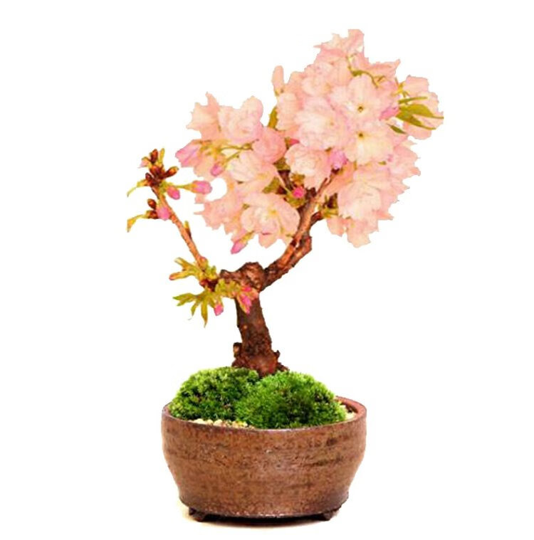 樱花盆栽树苗带花庭院绿植物花卉室内盆景四季开花不断好养的椿寒樱花