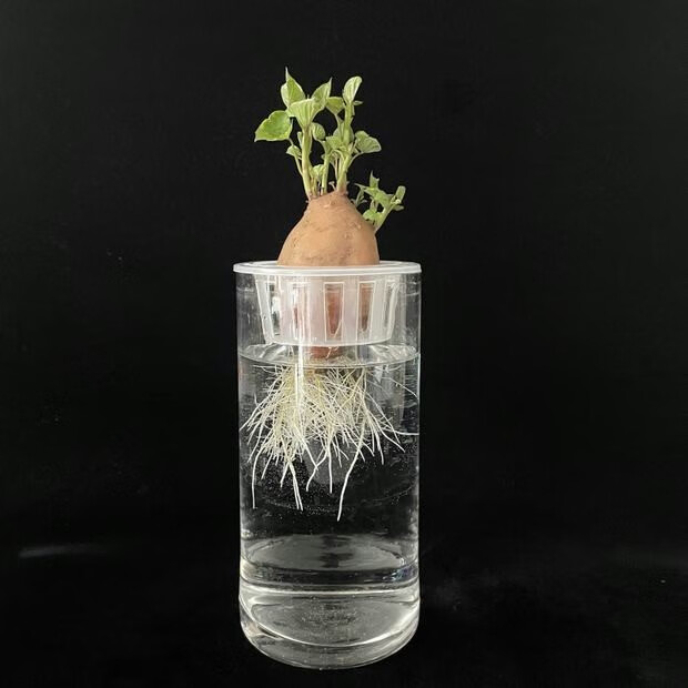 红薯苗水养番薯山芋水培植盆栽幼儿园植物角文化创意装饰学生作业 带