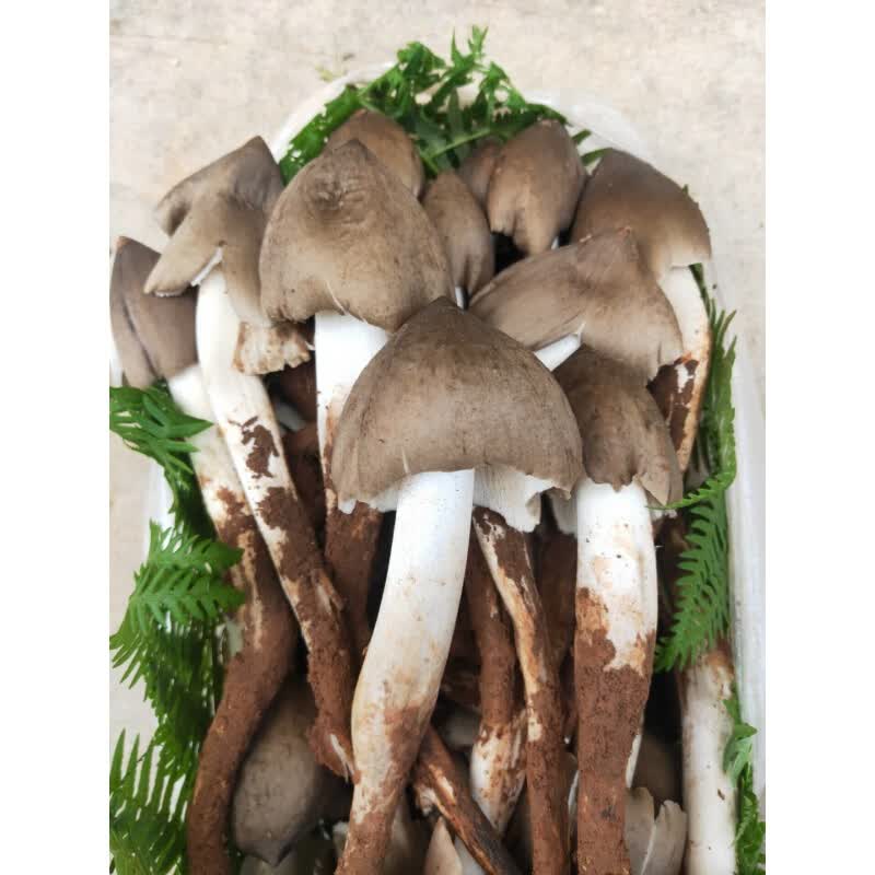 新鲜鸡枞菌云南鸡枞鸡棕斗鸡菇伞把菇半开伞菌新鲜鸡纵 500g 1000g