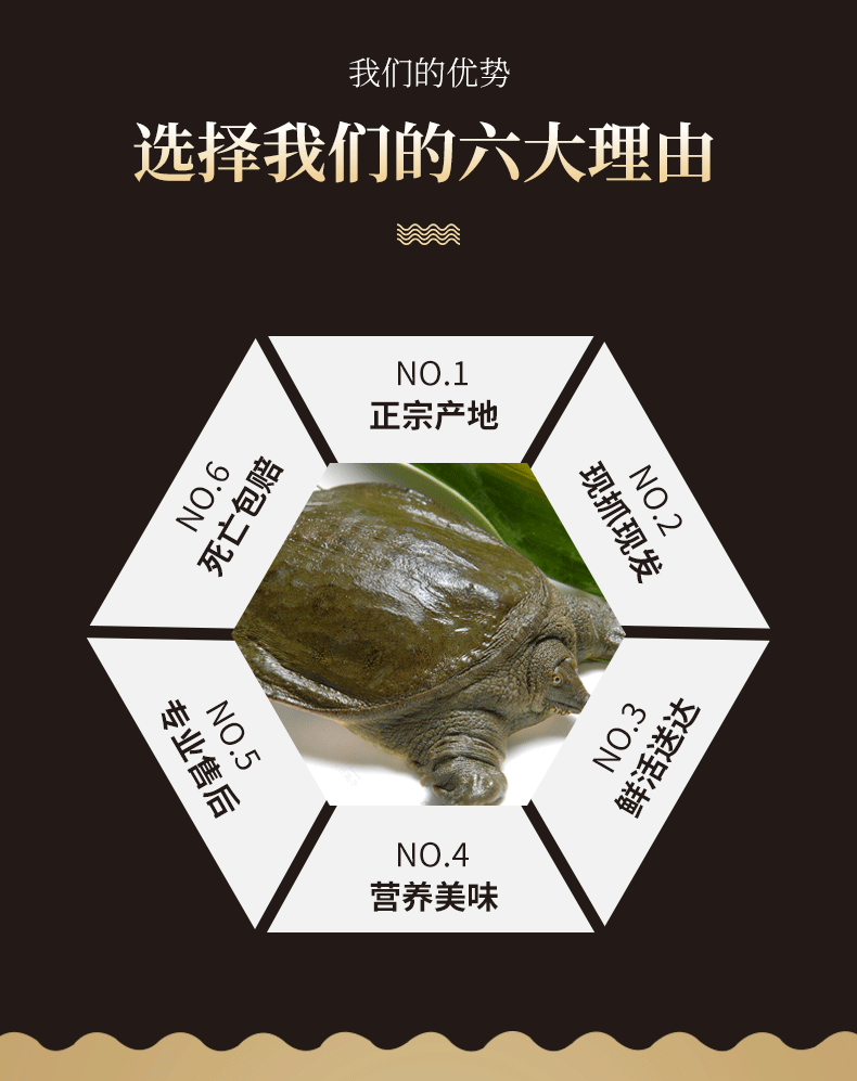 锦祥橙甲鱼活体食用大甲鱼甲鱼苗团鱼王八鳖45斤公外塘青黄背