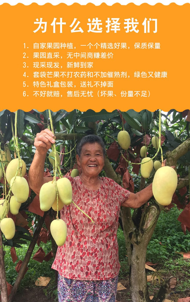 媚调海南昌江特产水果当季新鲜特大黄玉芒果10斤礼盒装生吃酸脆甜 10