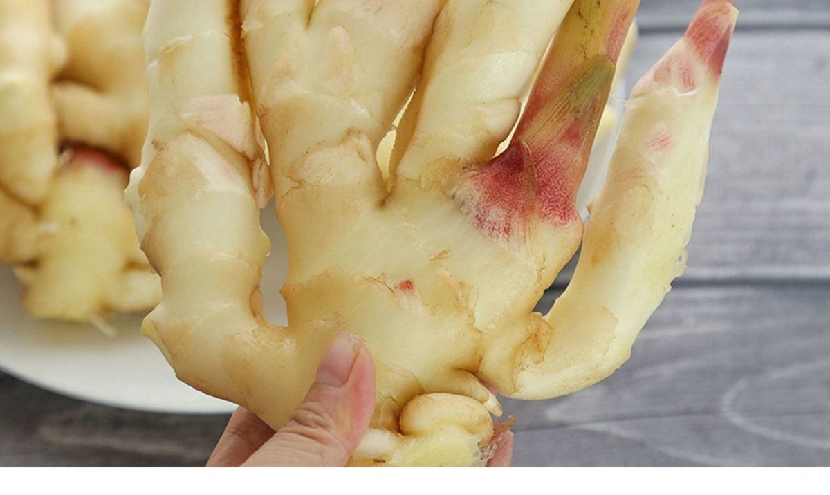 大降价山东嫩姜仔姜生姜鲜姜红芽姜新鲜蔬菜做泡糖醋姜黄姜大商场级