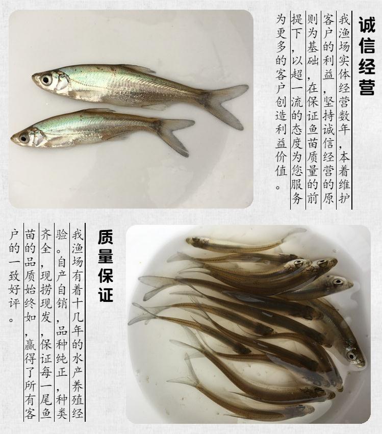 ajaj翹嘴魚苗白條魚苗兇猛苗翹鮊苗淡水好養殖食用大米翹殼稀有魚耐活