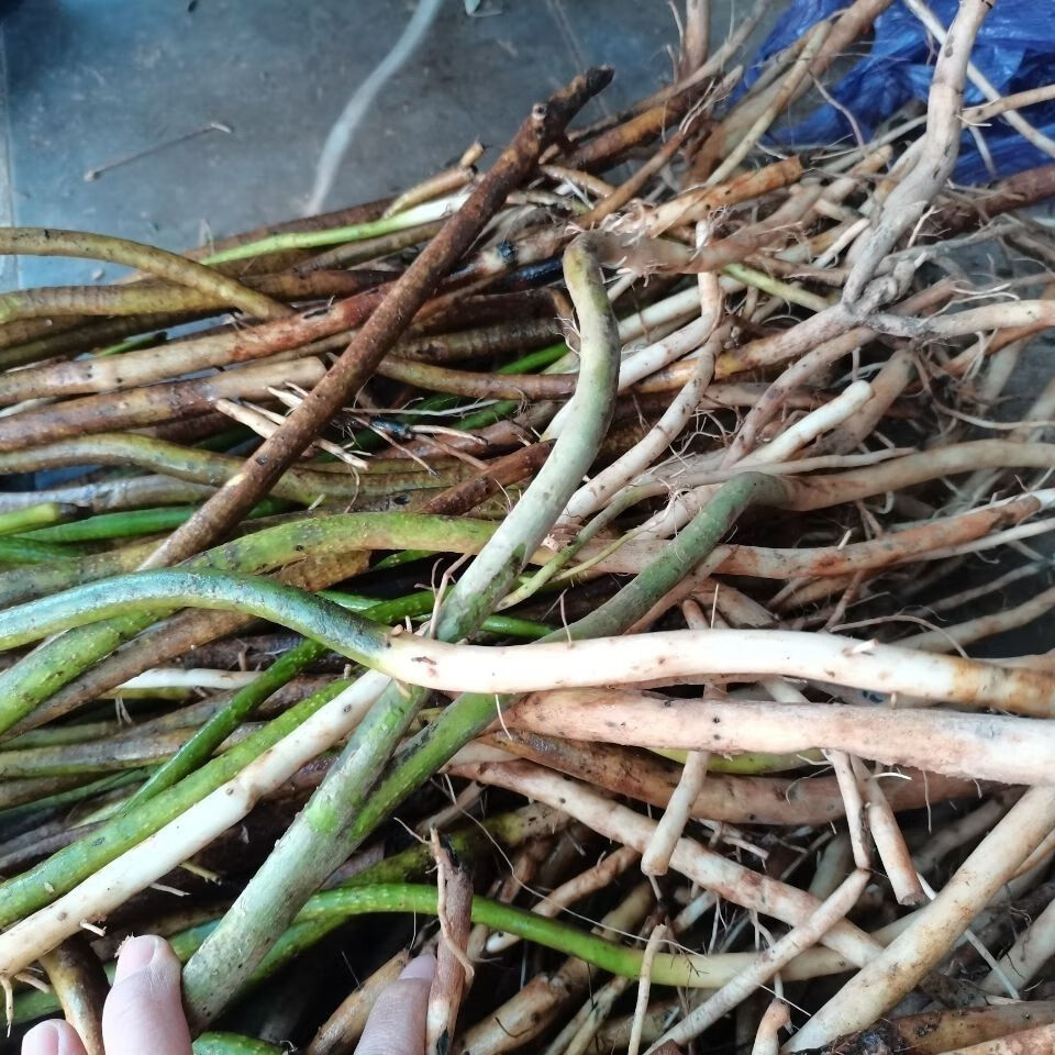 伟博散结化淋巴新鲜草药 老鼠簕 海猫簕 海刺薯(枝带根) 1000g【图片