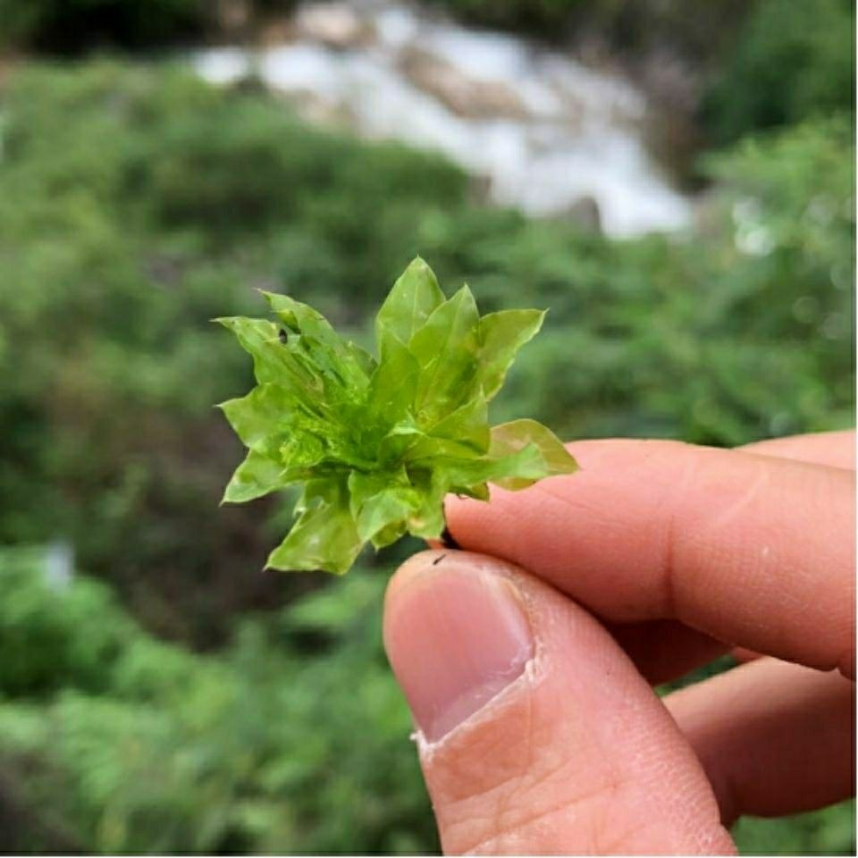 伟博2021新货云南回心草中药材回心草500g