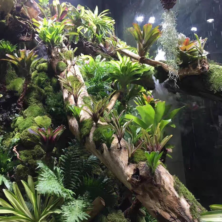 轻奢涞思芊积水凤梨热带生态雨林水陆缸景观造景植物观赏颜色随季节