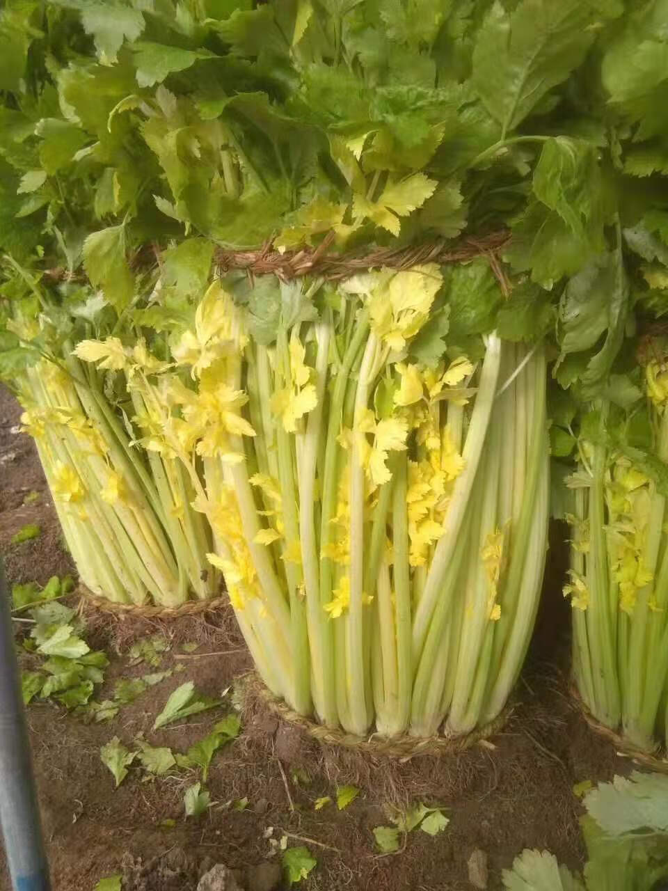 空心芹菜黄心芹菜减脂蔬菜山东特产榨汁蔬菜礼盒装 精品带根带泥4斤装