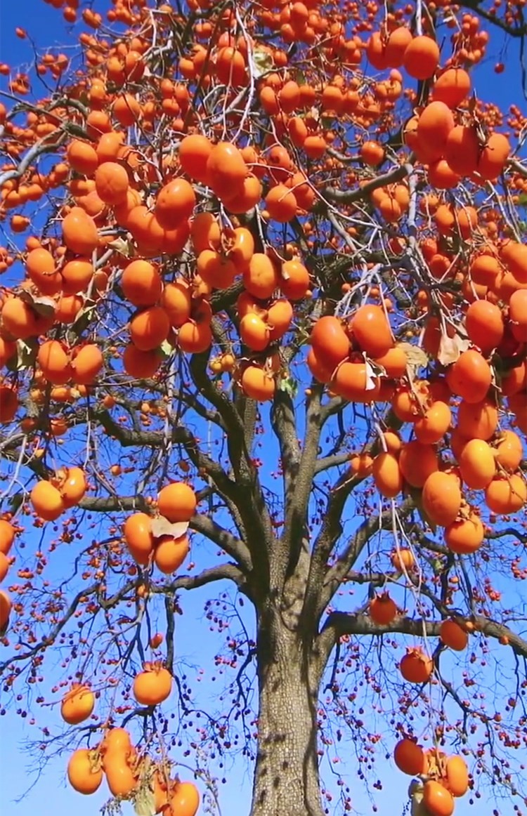 嫁接火晶柿日本脆甜柿南北方庭院种植果树苖当年结果特大黑柿子树脆柿