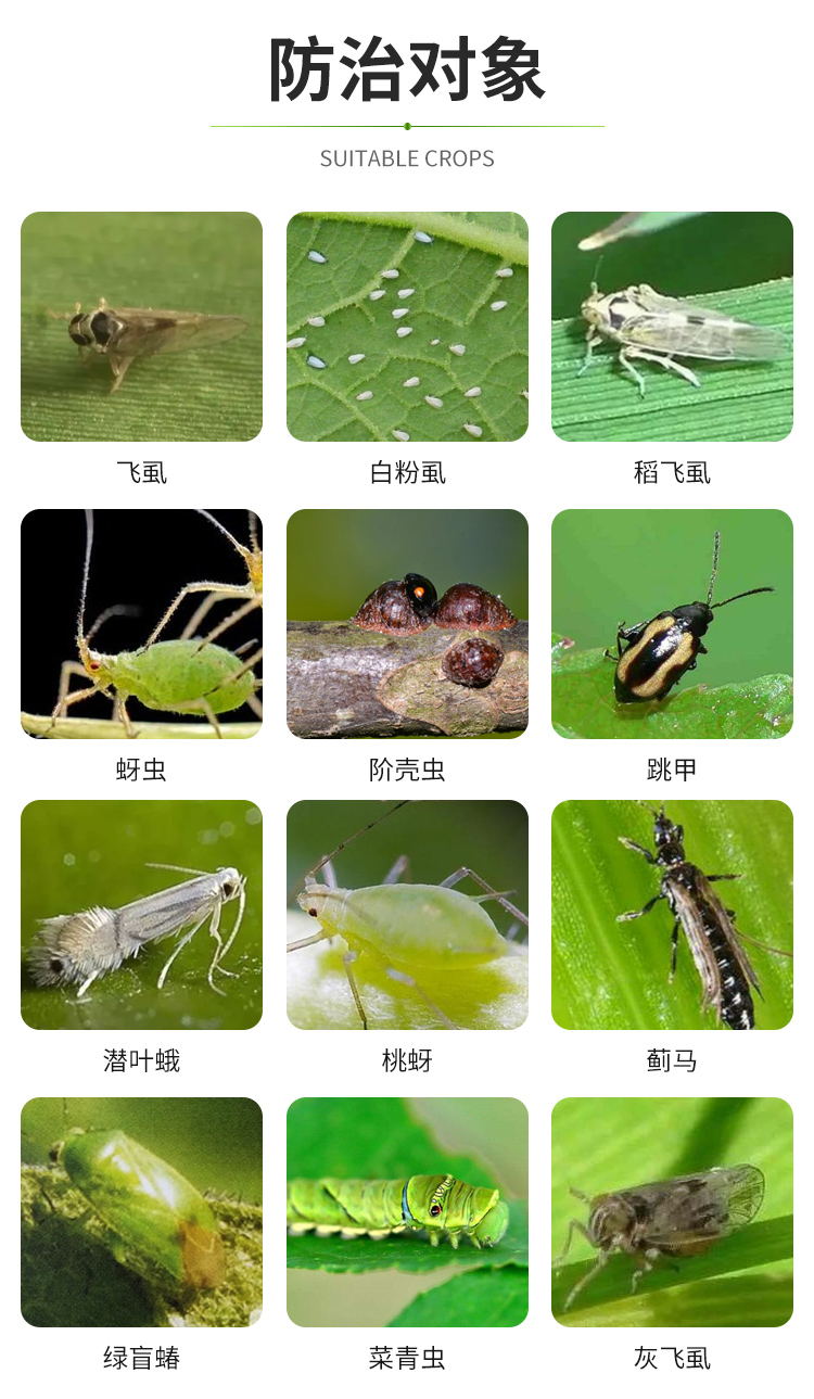 各种害虫名称及图片图片