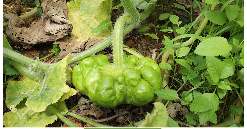 南瓜 新鲜姜柄瓜5斤云南特产蔬菜嫩南瓜 小麦瓜小绿瓜农户自种 10斤