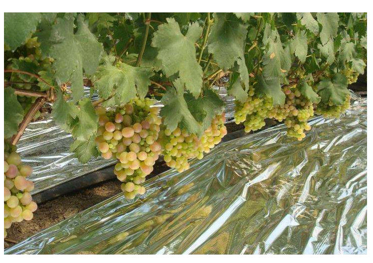 农用果树反光膜农用葡萄地苹果地桃树增色上色返光纸果园大棚补光地膜