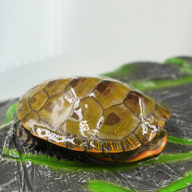 外塘红腹西锦龟活体深水龟宠物龟小乌龟活物观赏龟东锦龟苗龟 红腹西