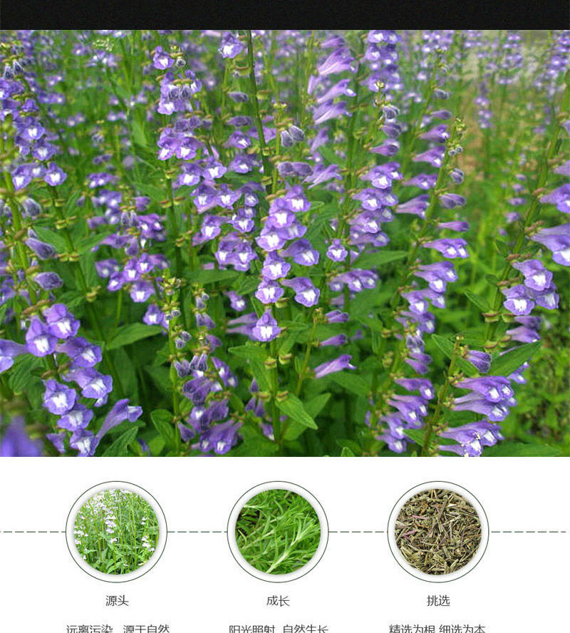 半枝莲新货 干货中药材中草药半枝莲散装 另有白花蛇舌草铁树叶 精品