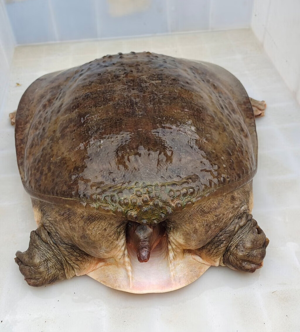 珍珠鳖大甲鱼外塘10斤食用巨型特大活体活物鲜活生态甲鱼食材 5斤一只