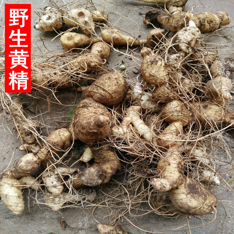 黄精新鲜黄精老虎姜纯野生黄精野生鸡头黄精滋l补品泡酒拍下发5斤