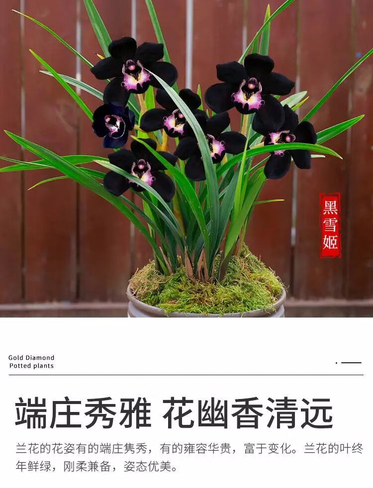 20，蘭花苗盆栽濃香型好養君子蘭蝴蝶蘭花卉綠植物四季開花特大客厛 中國紅 5苗【送育苗袋+肥】儅年開花多多