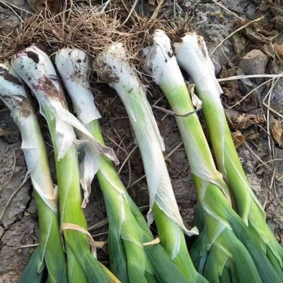 大葱批发新鲜鸡腿葱大头葱农家种植冬储香葱 三斤(去叶)【图片 价格