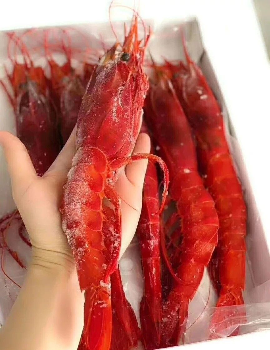 新鲜大红魔虾鲜活美食速冻刺身大号生鲜特米尼红 500克 一斤20-25只约