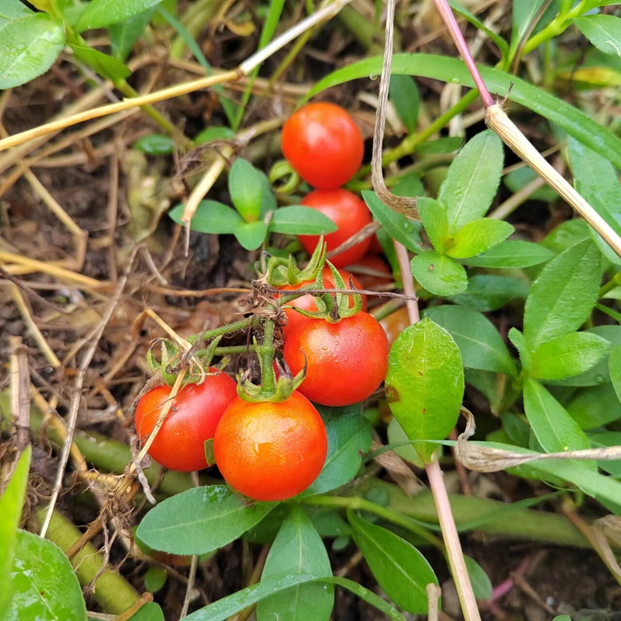 野生小番茄图片大全图片