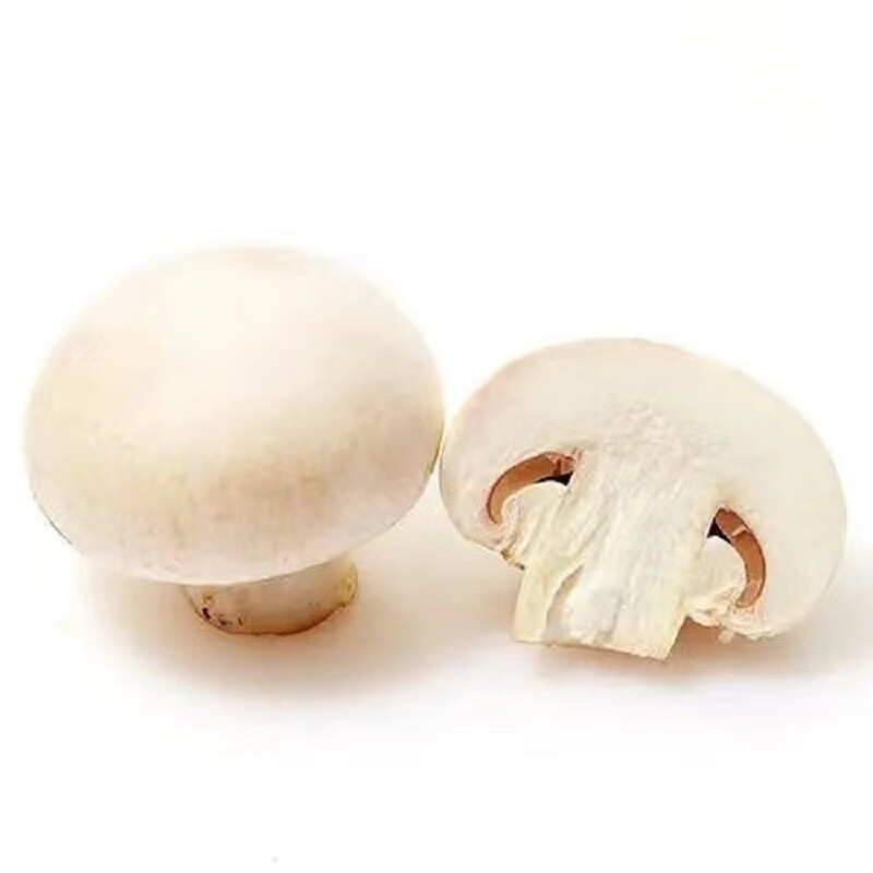 京豆云生鲜新鲜双孢菇口蘑小白菇现采现发口菇特产食用菌新鲜蔬菜火锅