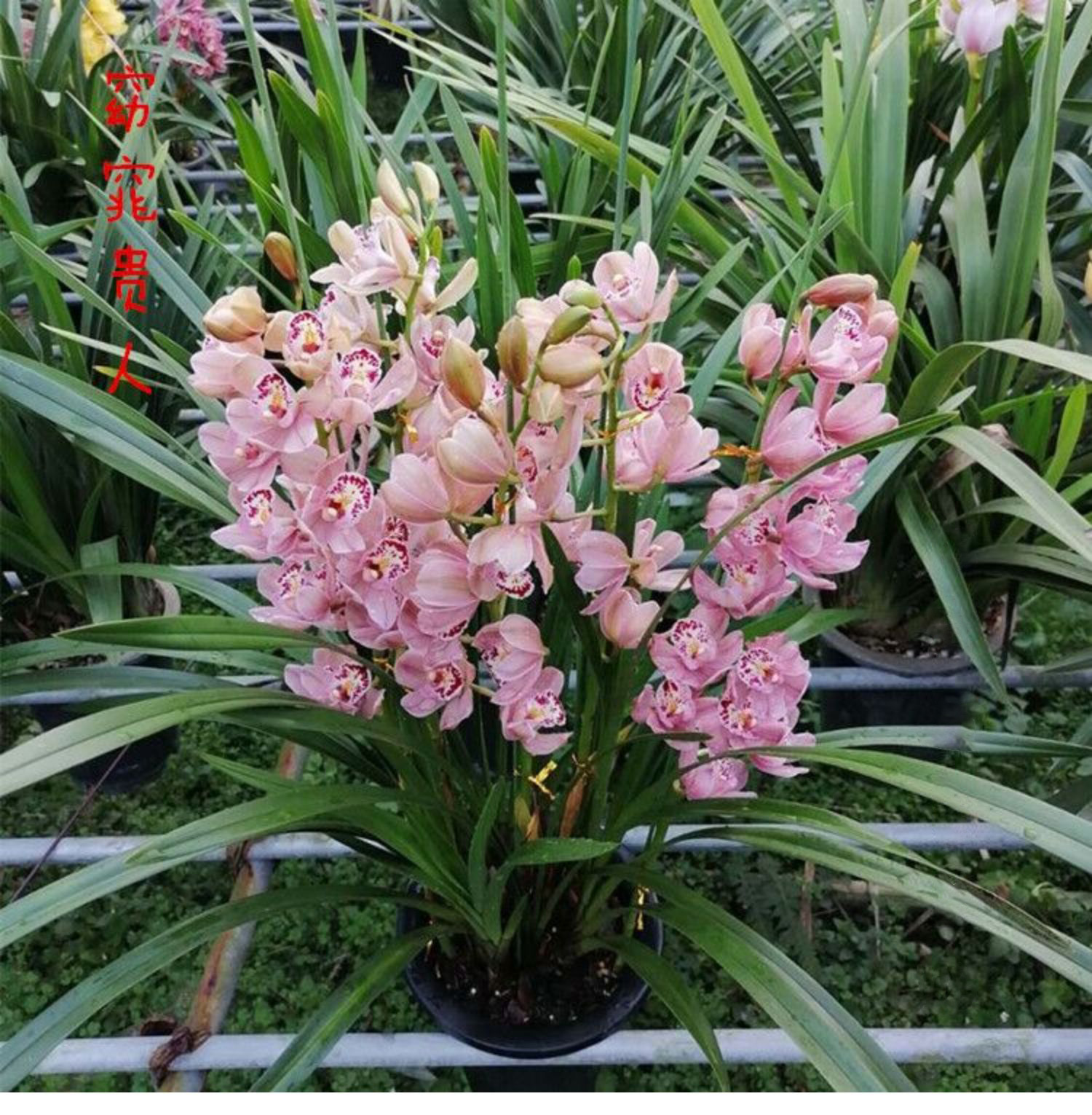 室绿植名贵兰花春建兰苗庭院室内外花卉 红色红袍九苗连体今年开花苗