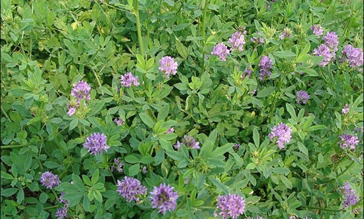 种子四季养殖喂羊牛鸡鸭鹅草鱼牧草种籽 (国产紫花苜蓿)/斤特级净籽