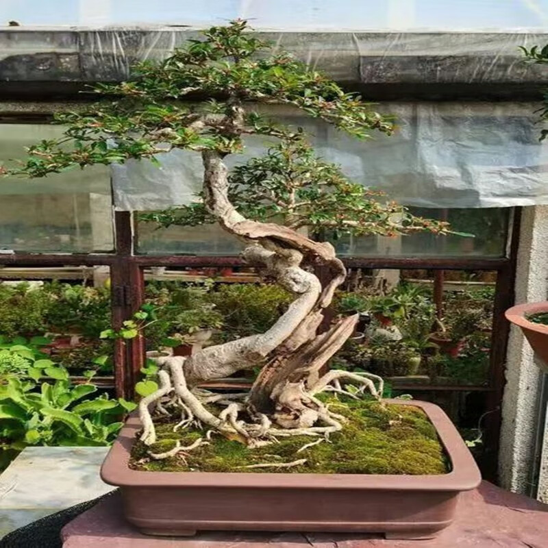 水杨梅 水培水杨梅提根小老桩一物一拍微景趣味观赏植物假山造景桌面