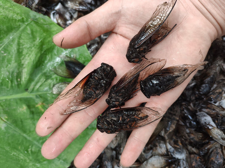 伟博伟博精选速冻黑蝉老蝉成蝉食用黑知了新鲜节流姐知了猴成虫全国