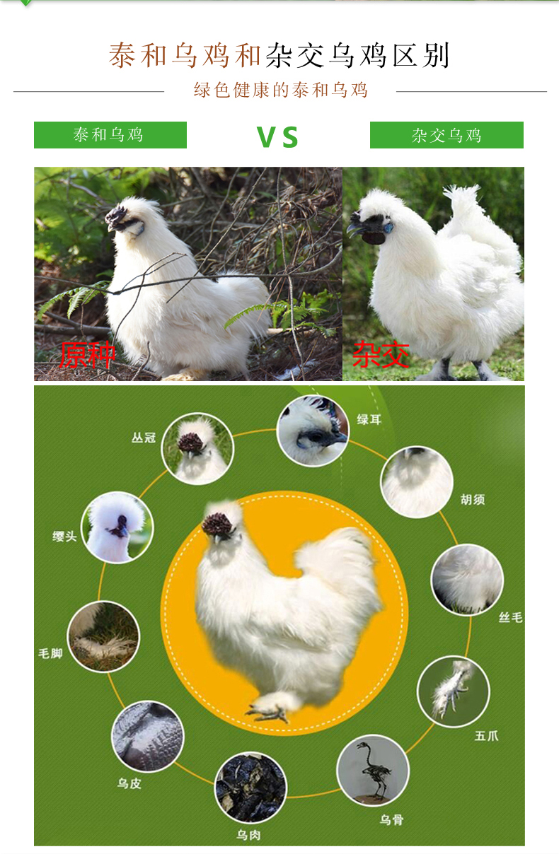 傲昕农家散养泰和原种乌鸡生鲜活体现杀乌骨鸡散养一年整只老母鸡滋补