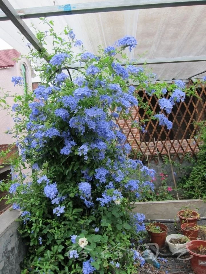 庭院爬藤网红花蓝雪花室内外地栽阳台都可以两盆120盆小盆