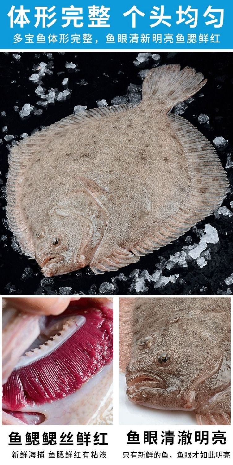 新鲜多宝鱼新鲜比目鱼新鲜海鱼海鲜水产67两条现捕现发三条促销装