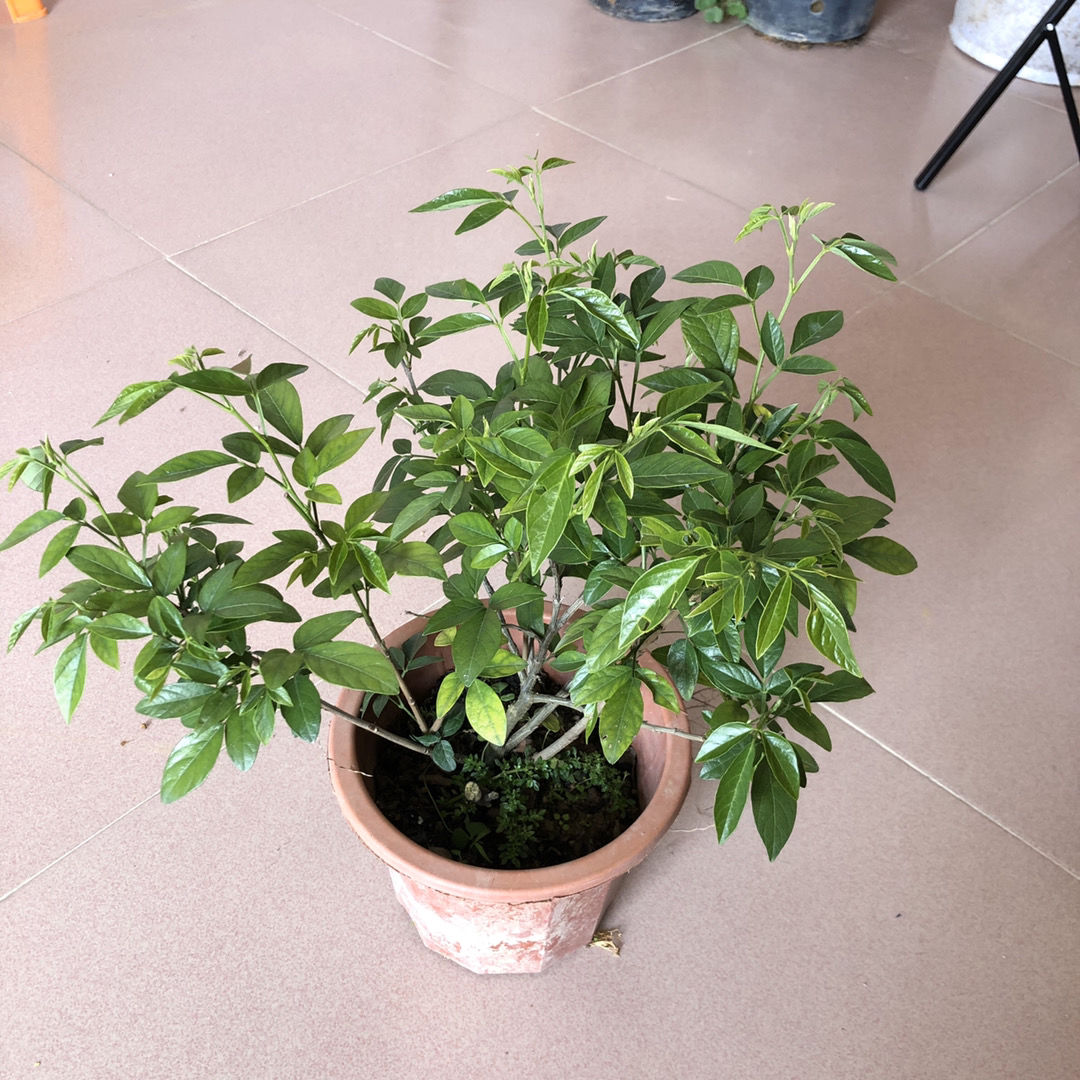 轻奢芊阙抹草苗仙草苗潮汕仙草三叶青苗盆栽绿植红花抹草家居吉祥花草