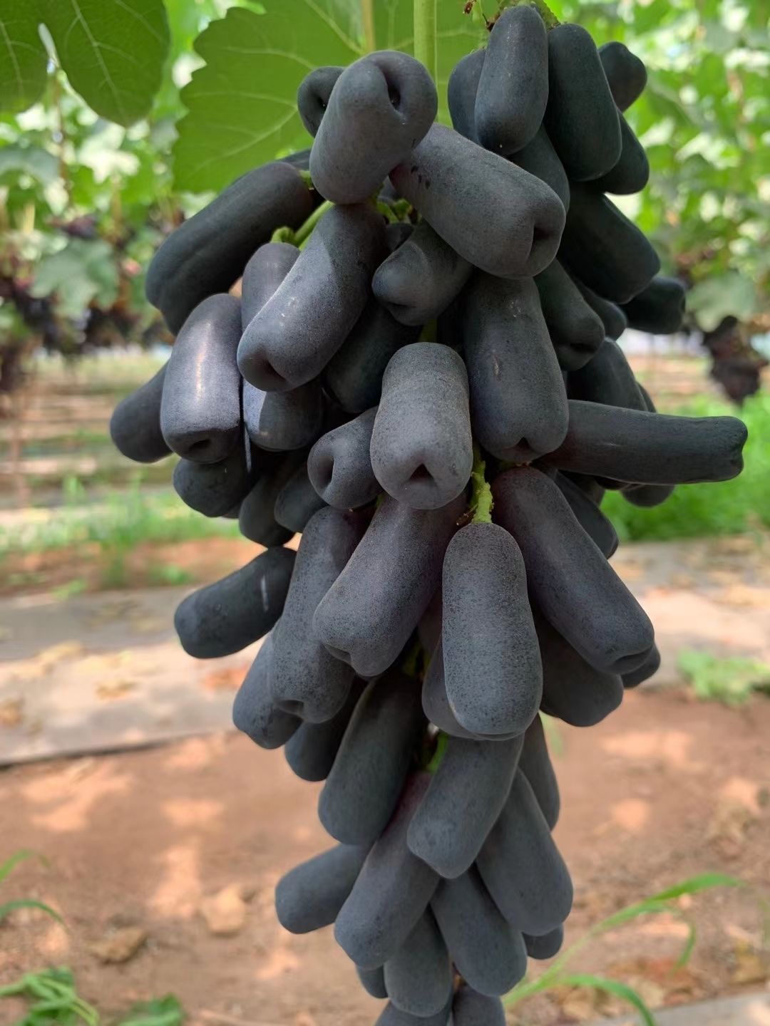 【现摘】推荐甜蜜蓝宝石葡萄美人指黑提基地直供 1000g整串精品